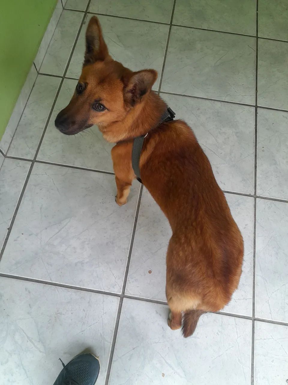 Doa se cadela 7 meses rnd. 