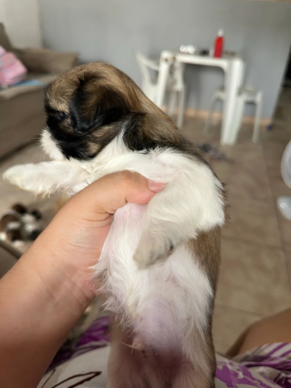 Filhote macho shih tzu - Foto 3