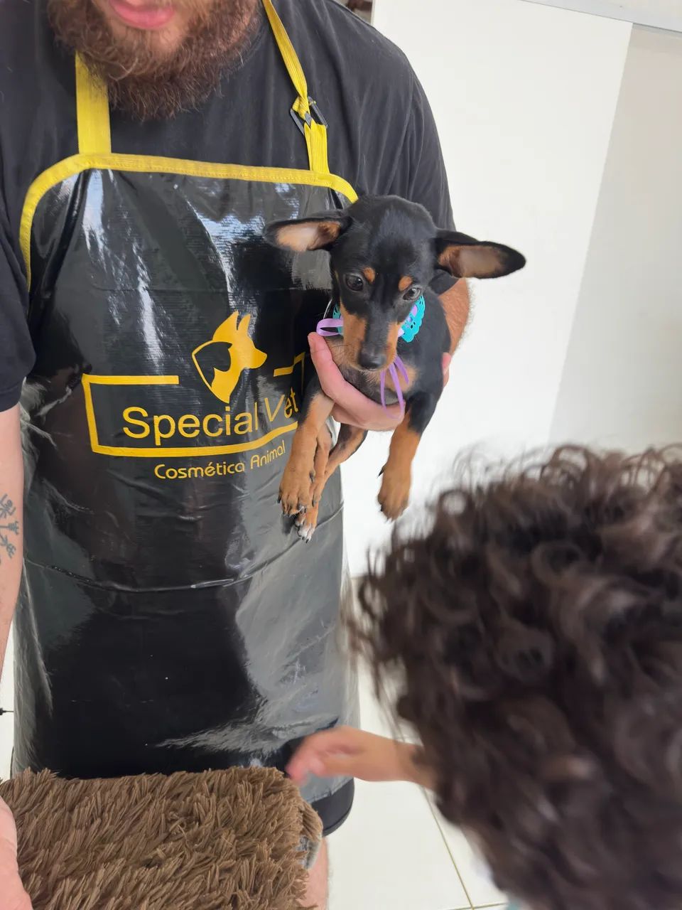 Pinscher  - Foto 4