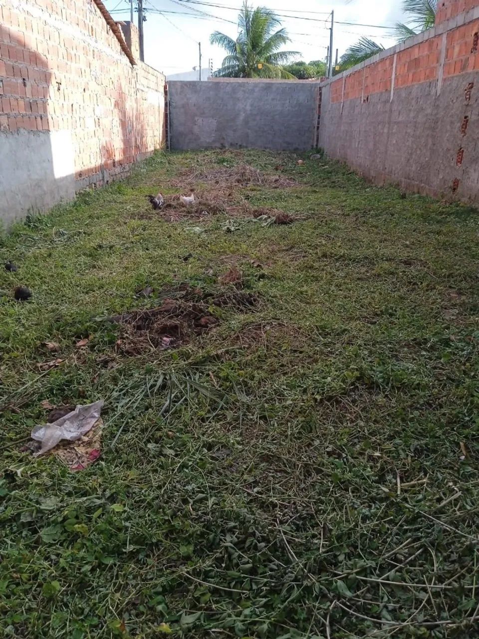 TERRENO NA CAUEIRA - Foto 2