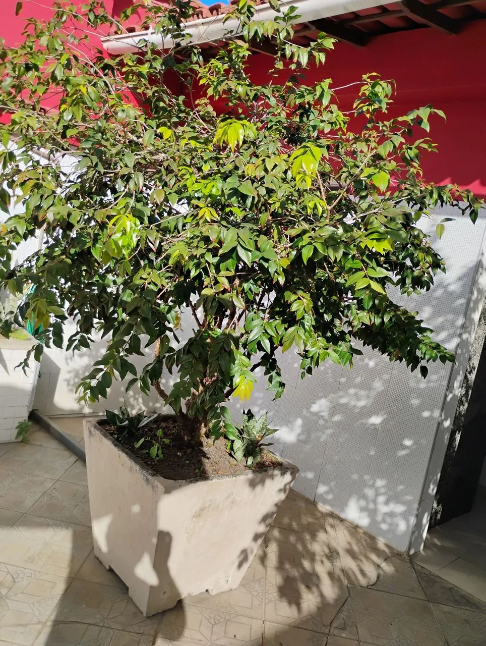 Pe de jabuticaba - Foto 3