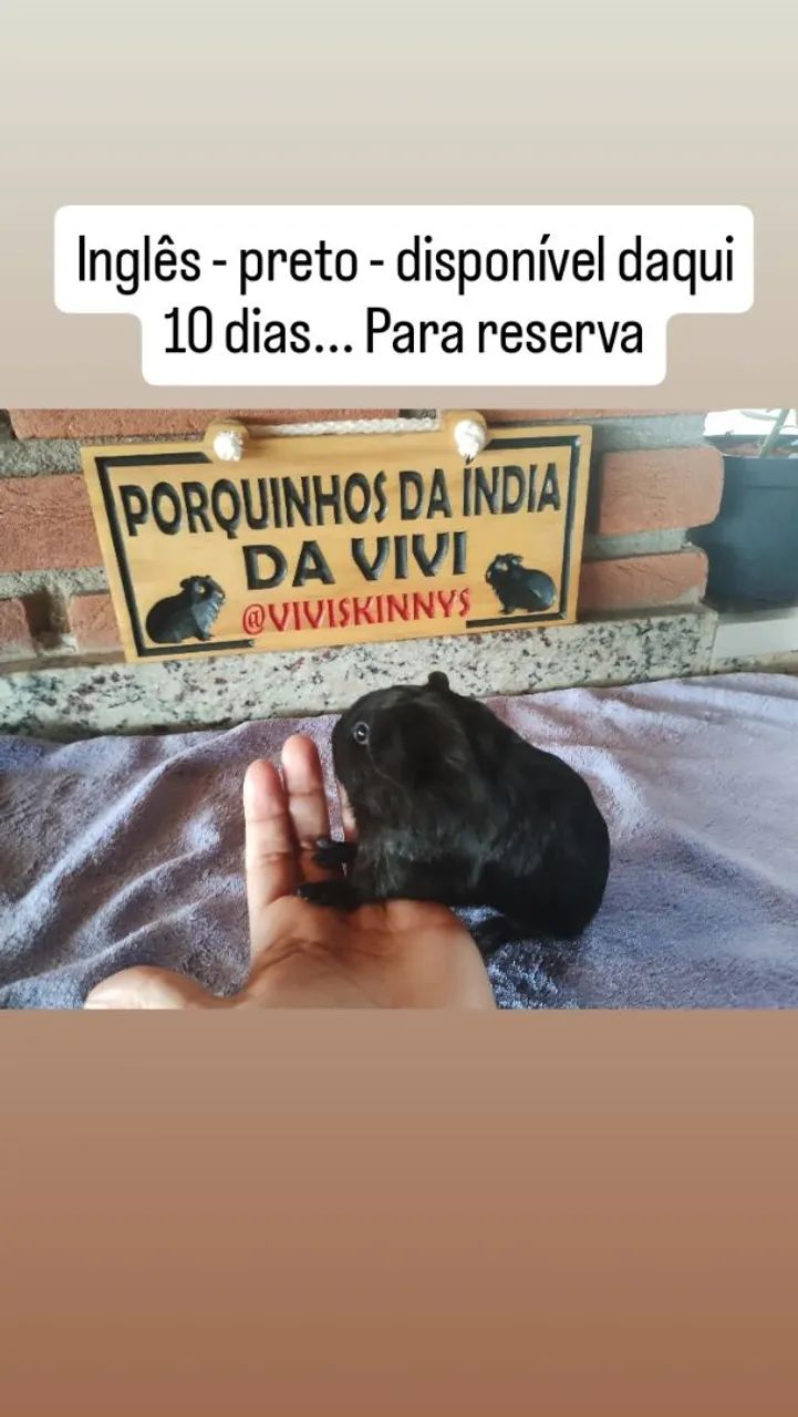 Porquinho Bebê Macho