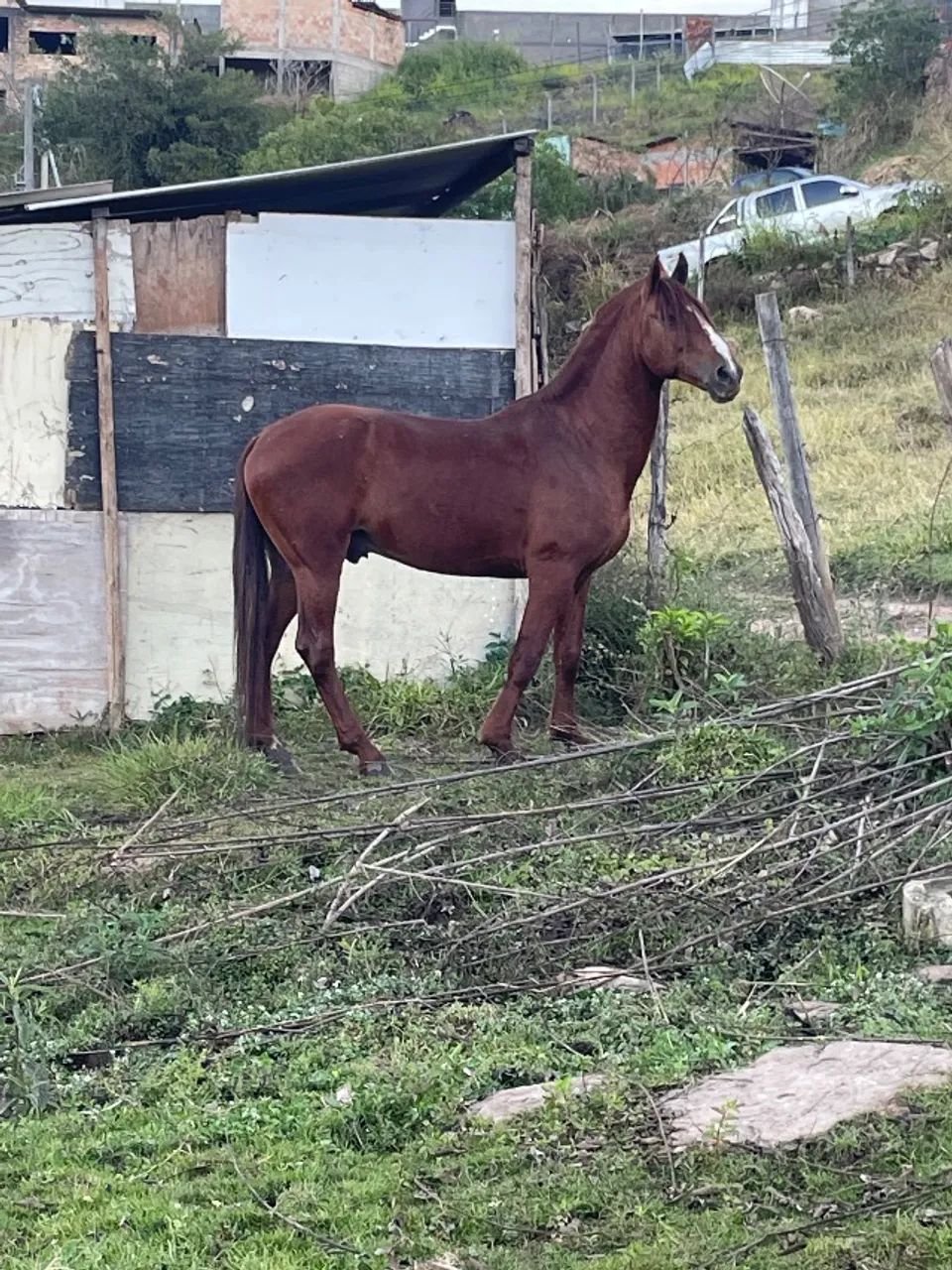 Cavalo - Foto 2