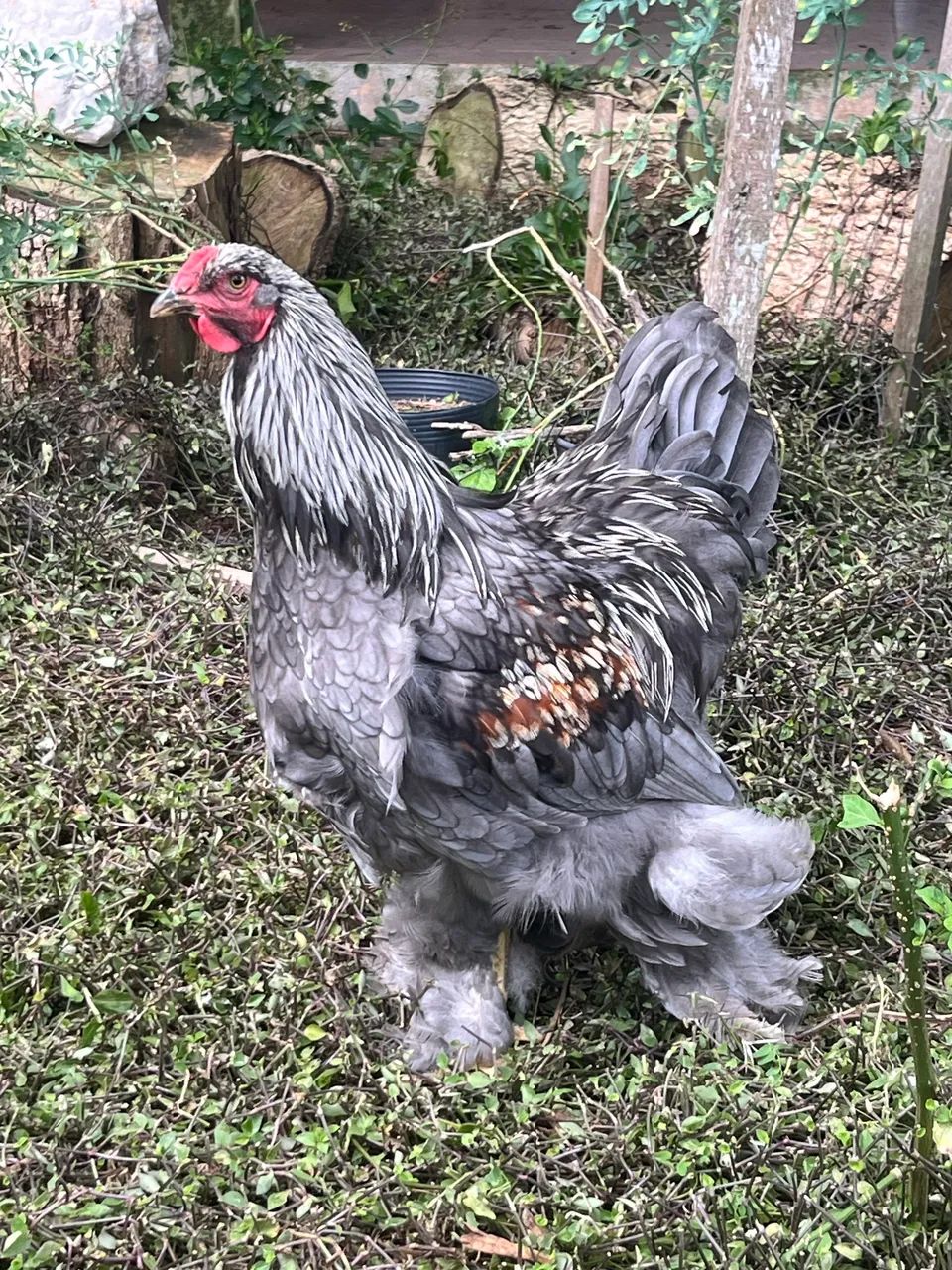 Galo Brahma Salmon azul  - Foto 4