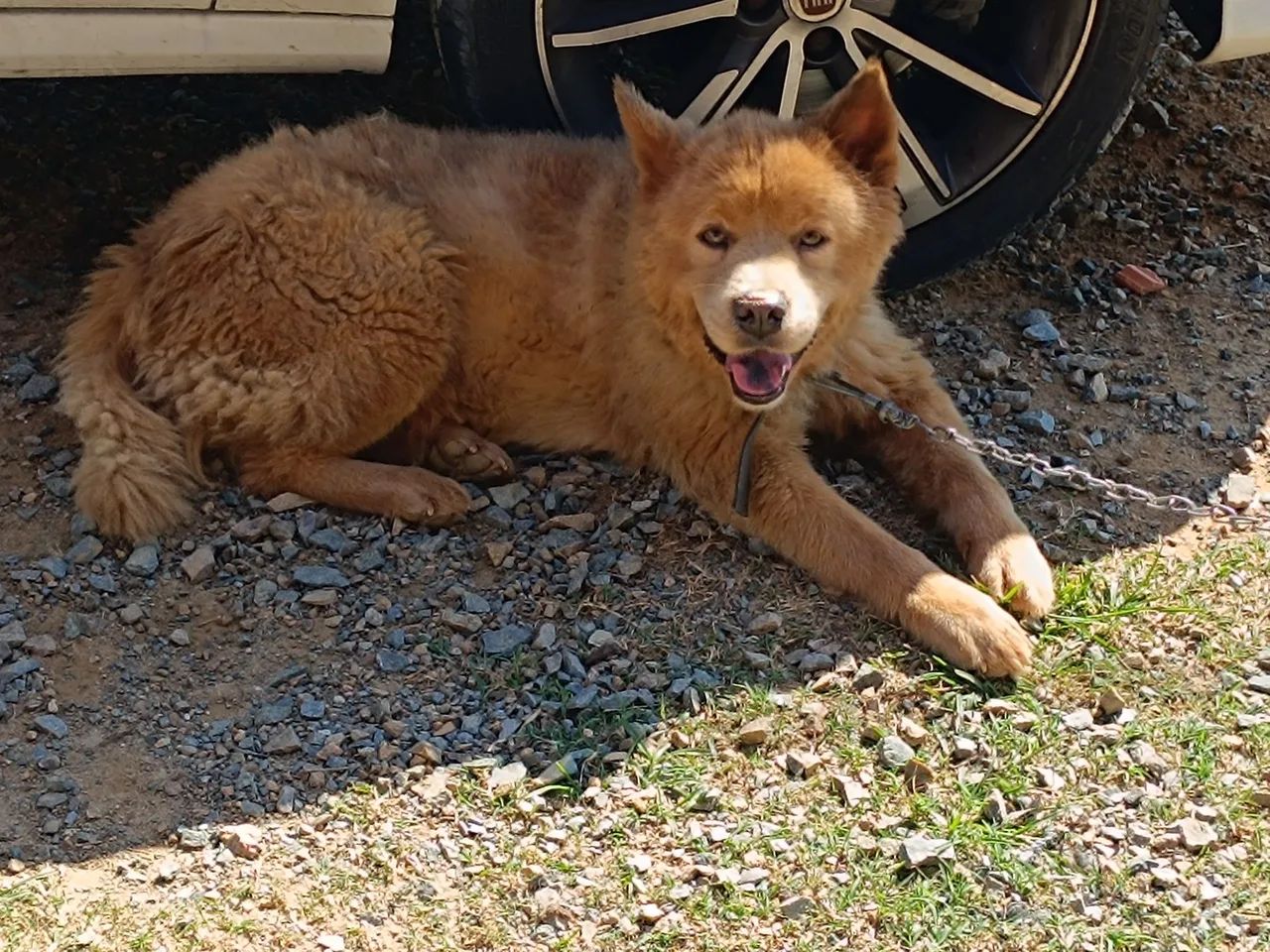 Doação cachorro chow chow 