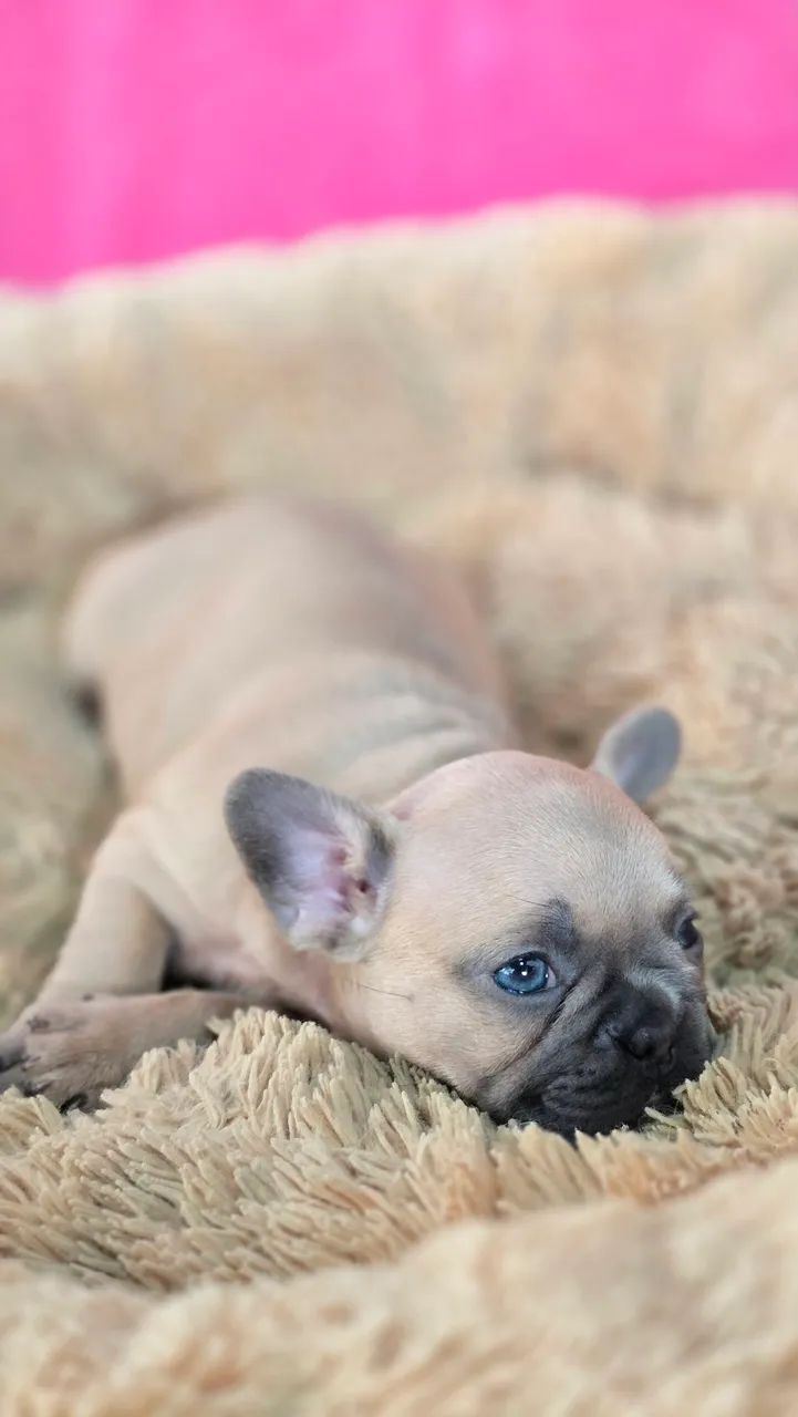 Bulldog francês  - Foto 5