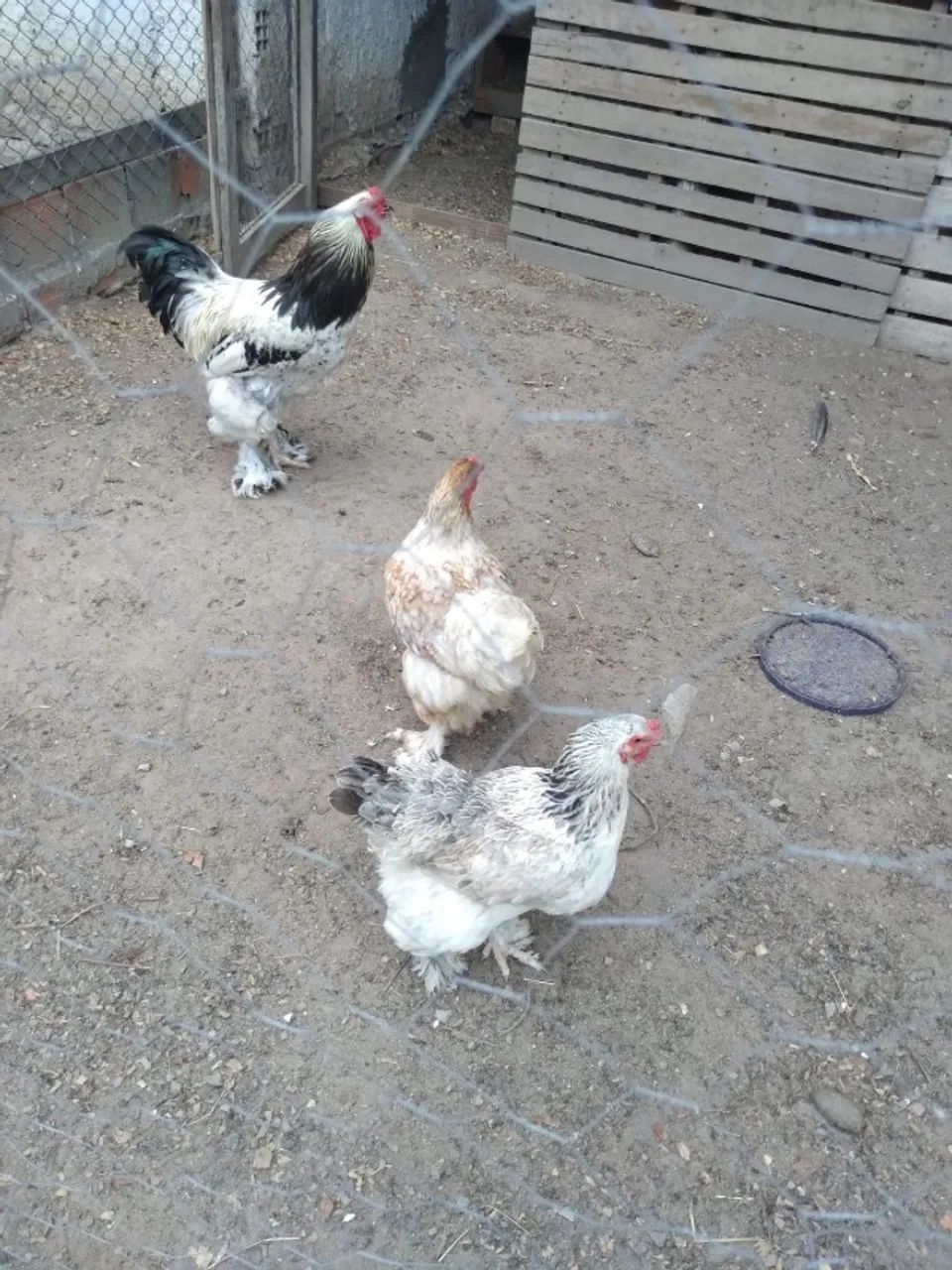 Vendo galo da raça Branhma + duas fêmeas da raça Tofis