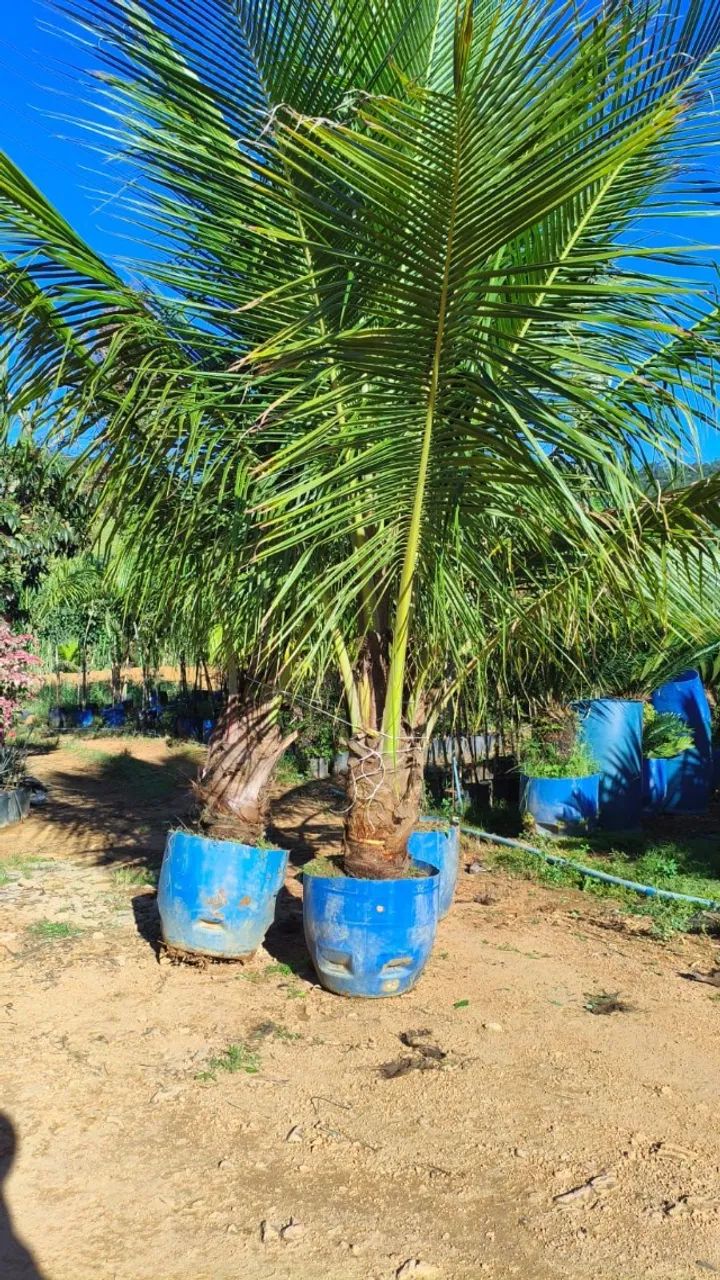 Coqueiro Anão - Foto 3