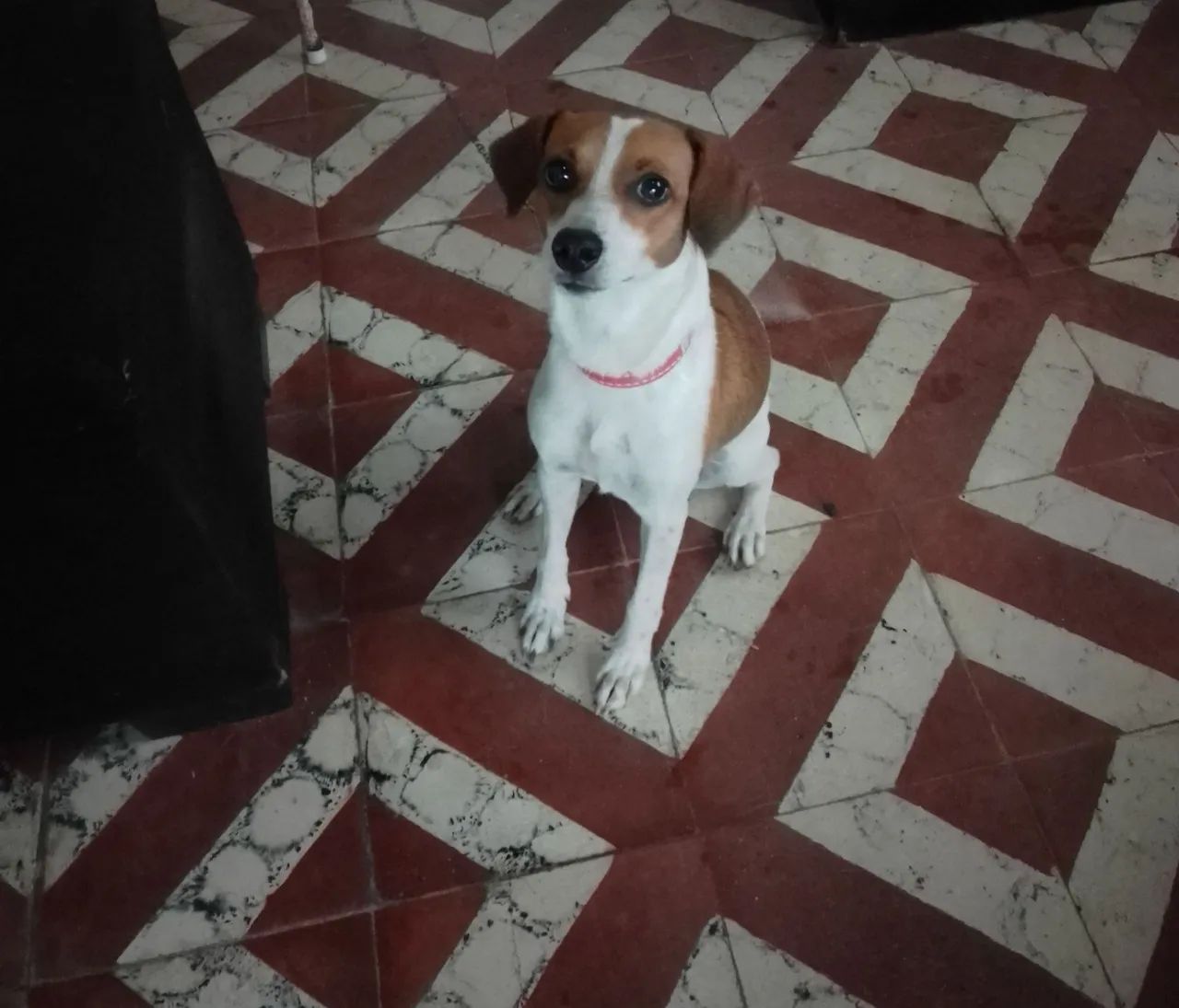 Adote Luna 