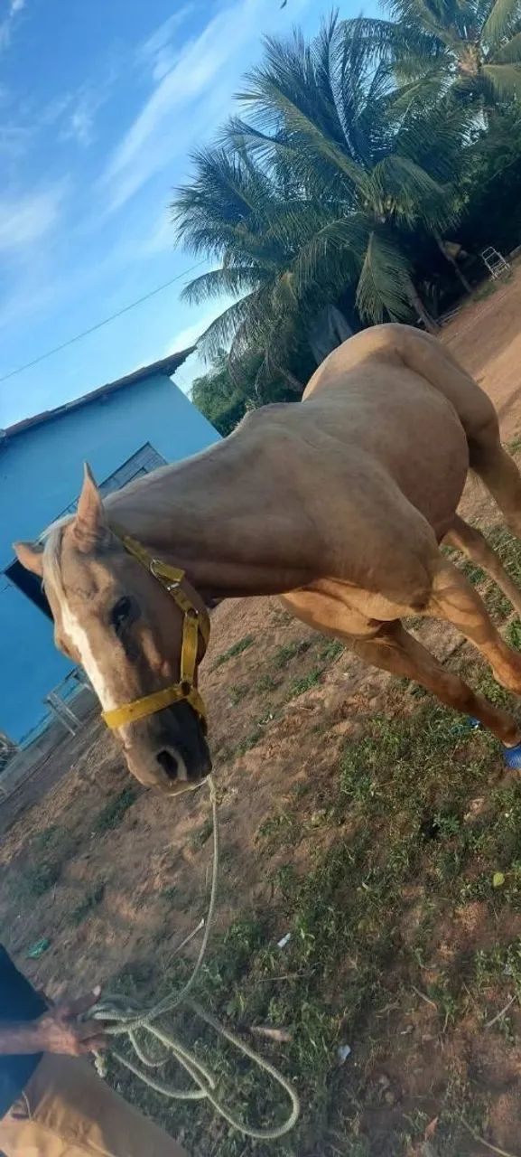 Cavalo  - Foto 3