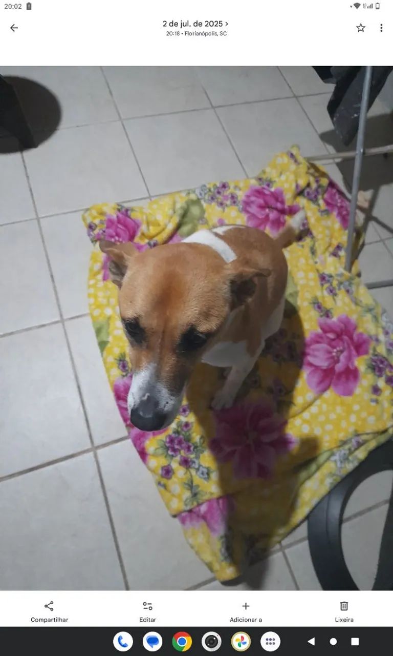 Fêmea castrada adoção 