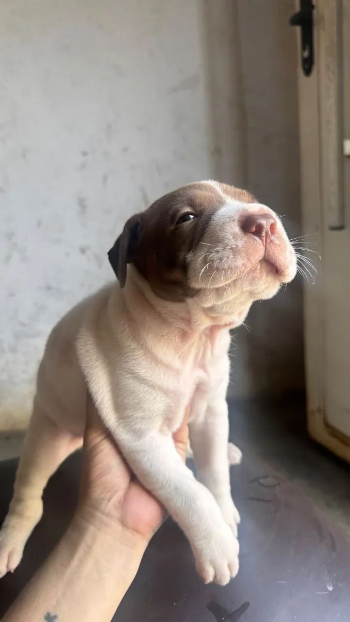 Vende-se lindos  cachorrihos - Foto 2