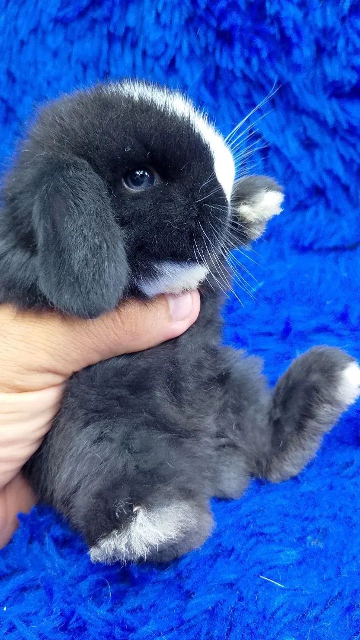 Mini coelho - Foto 2