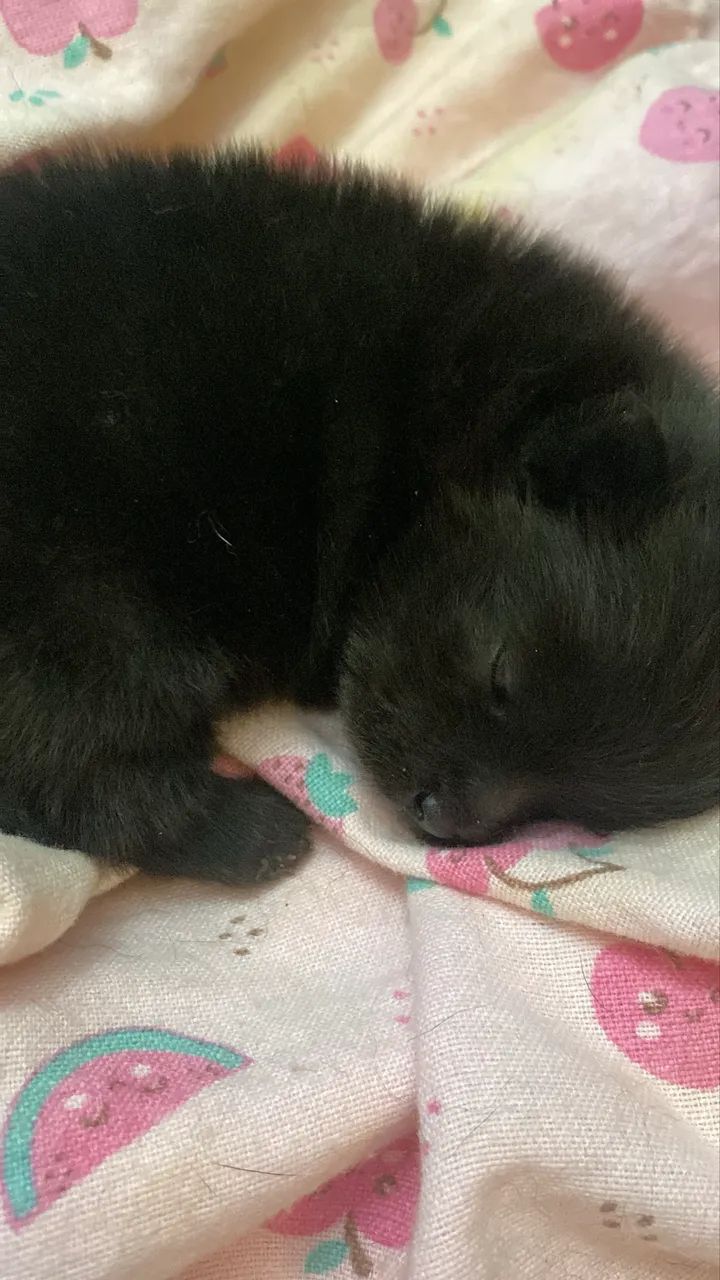 Cachorro  - Foto 2