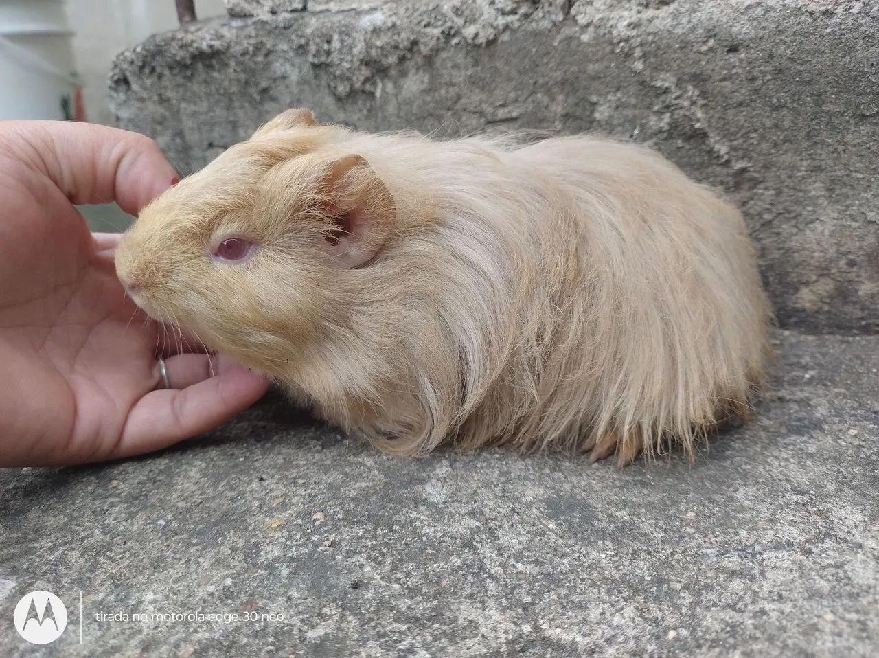 Seu pet Ideal  - Foto 4