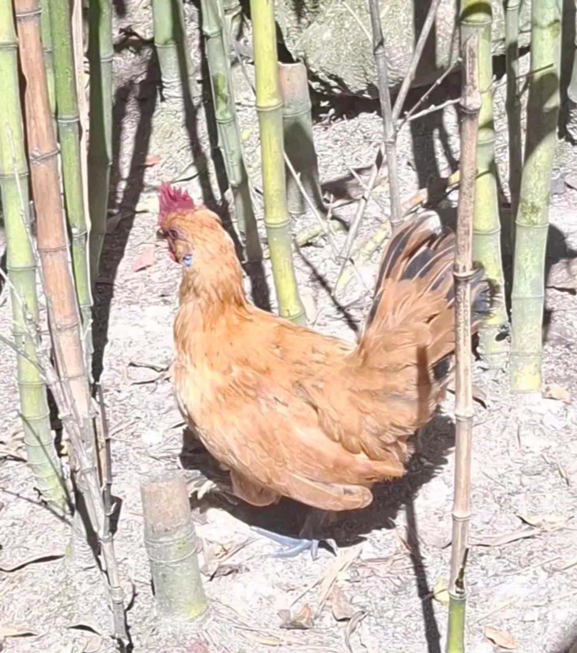Garnizés  - Foto 4
