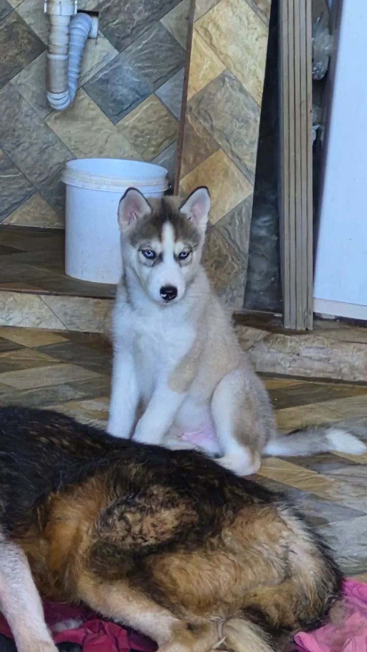 Husky Siberiano  - Foto 2