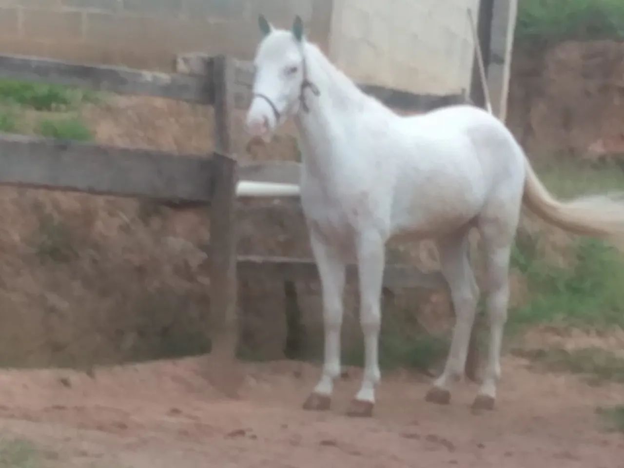 Cavalo com 6 anos bom de rédia bom para a charrete meche com bom raça aplauso  - Foto 2