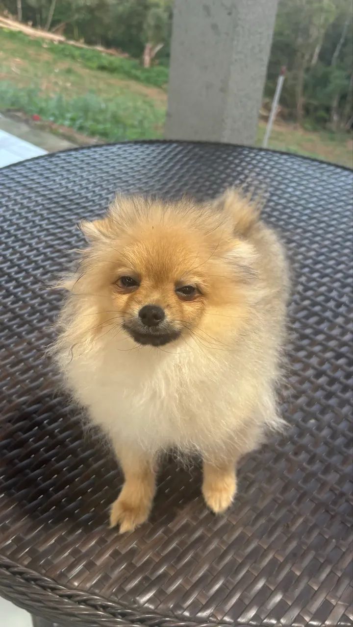 Spitz alemão machos - Foto 4