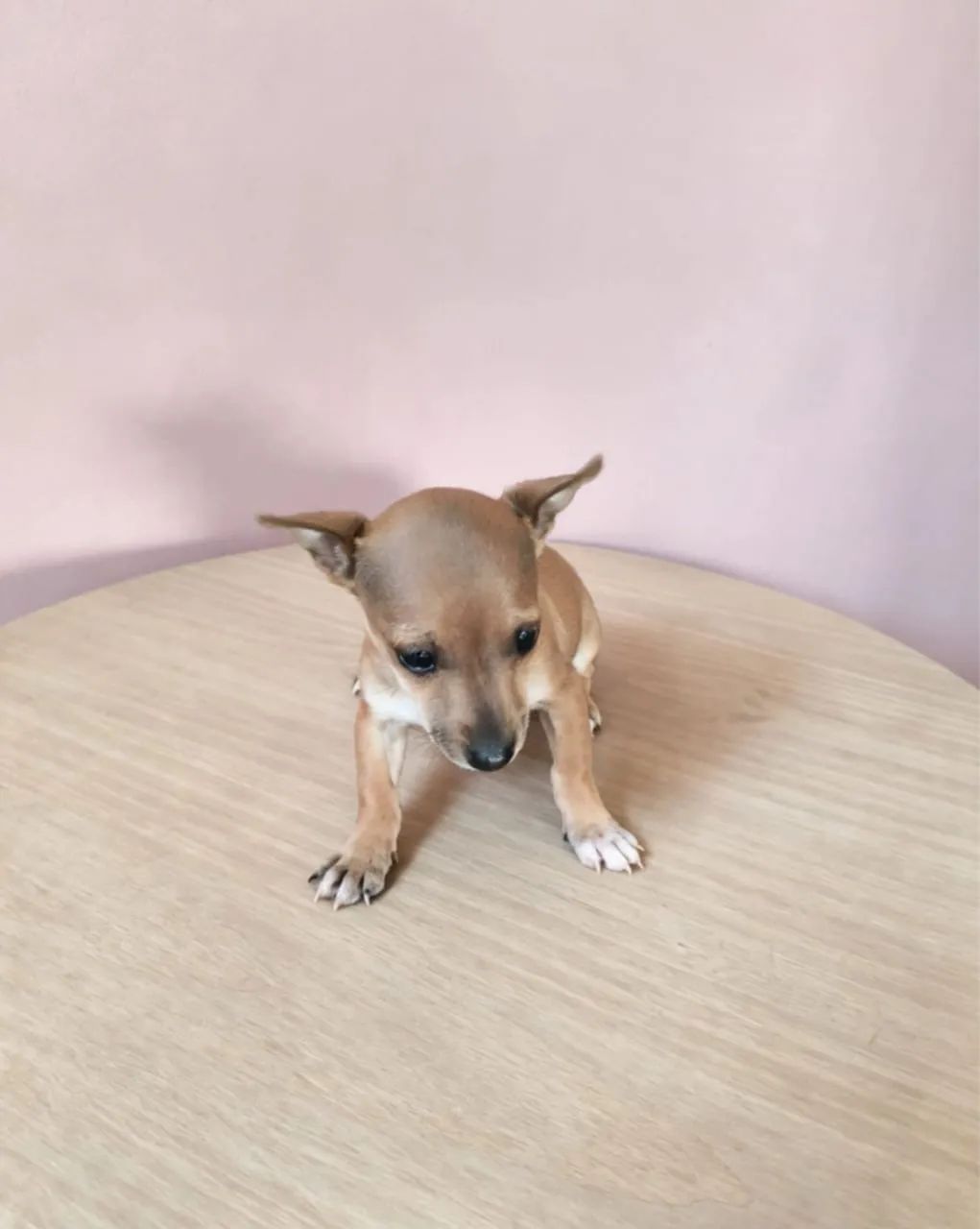 Pinscher 