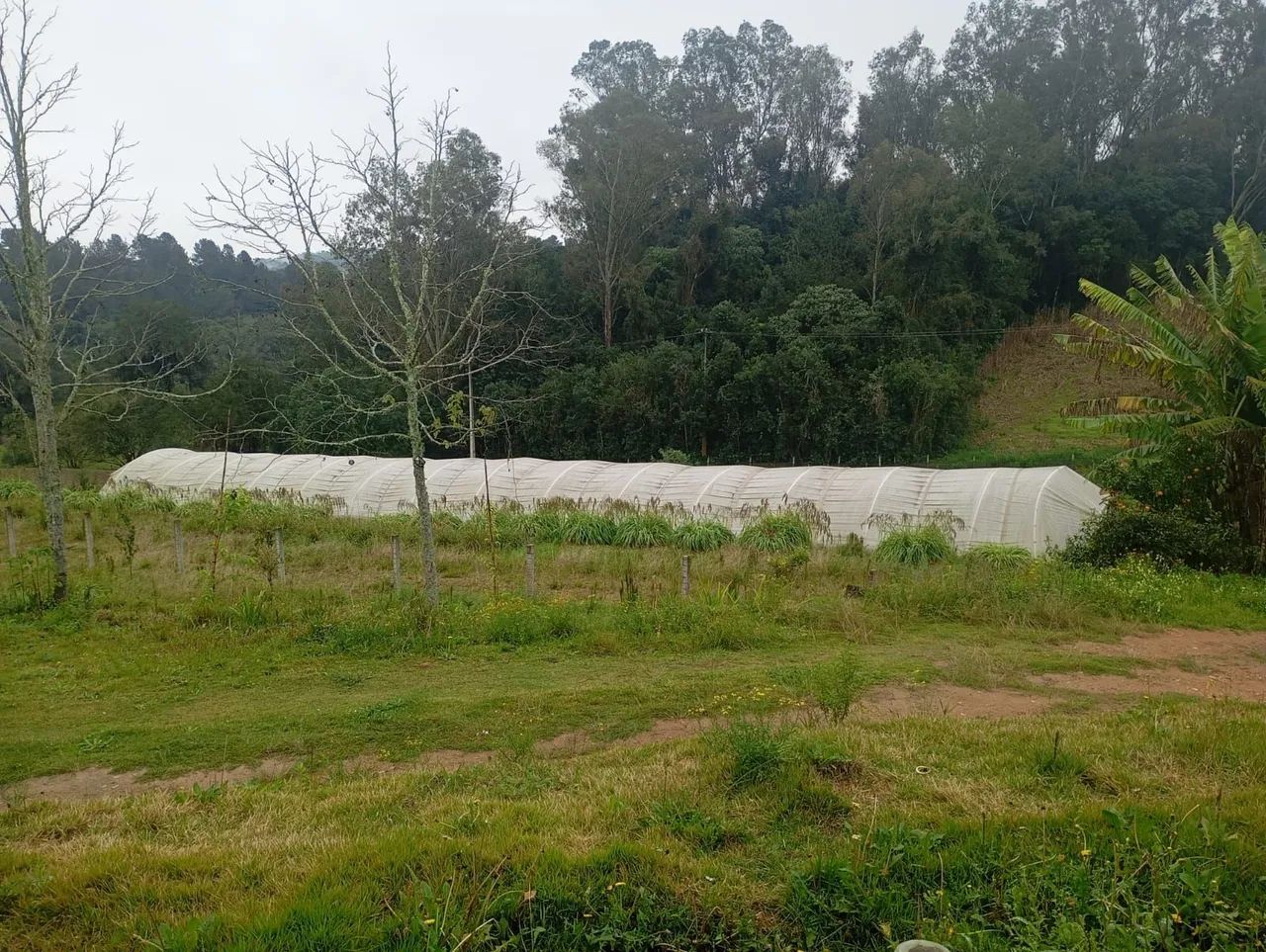 Estufa de Morango - Foto 4