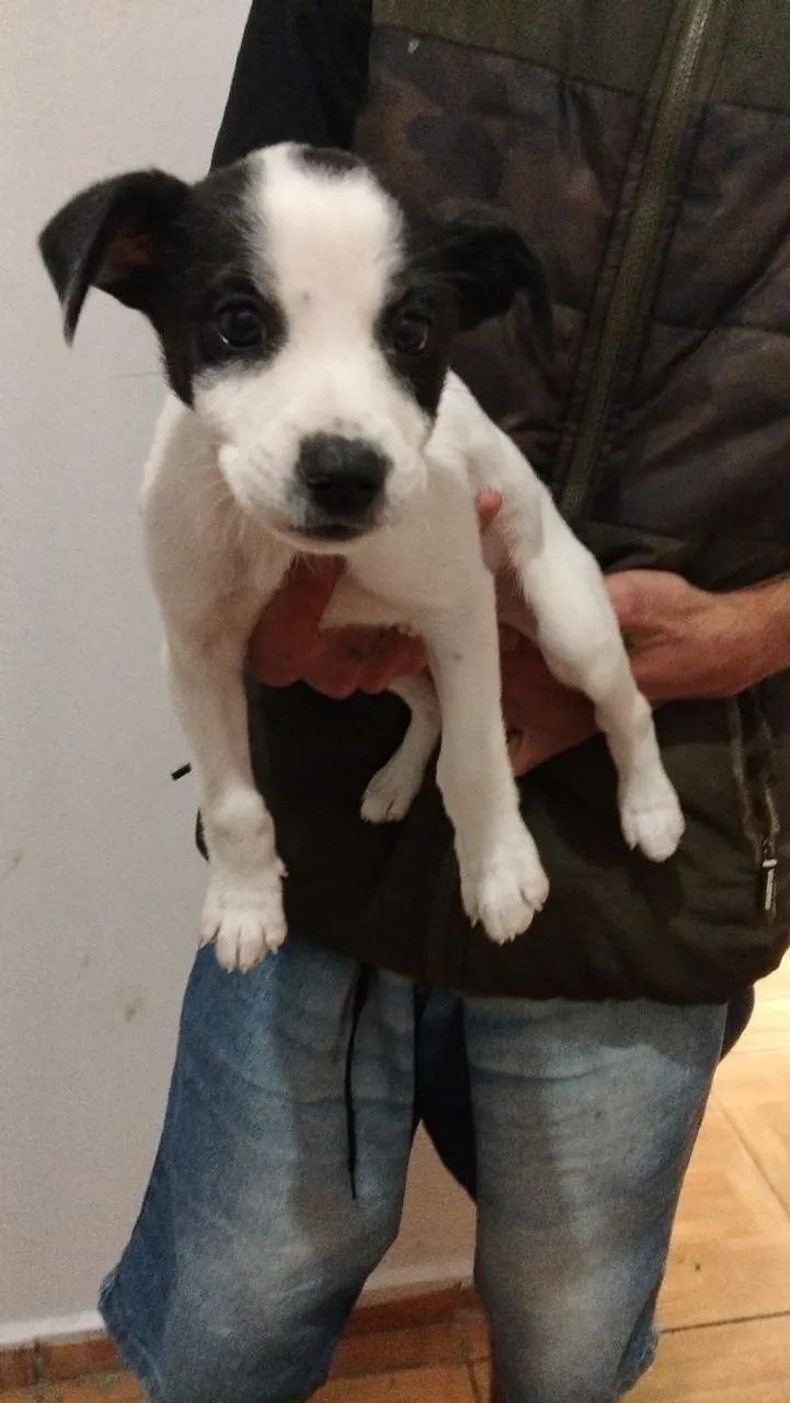 Cão 