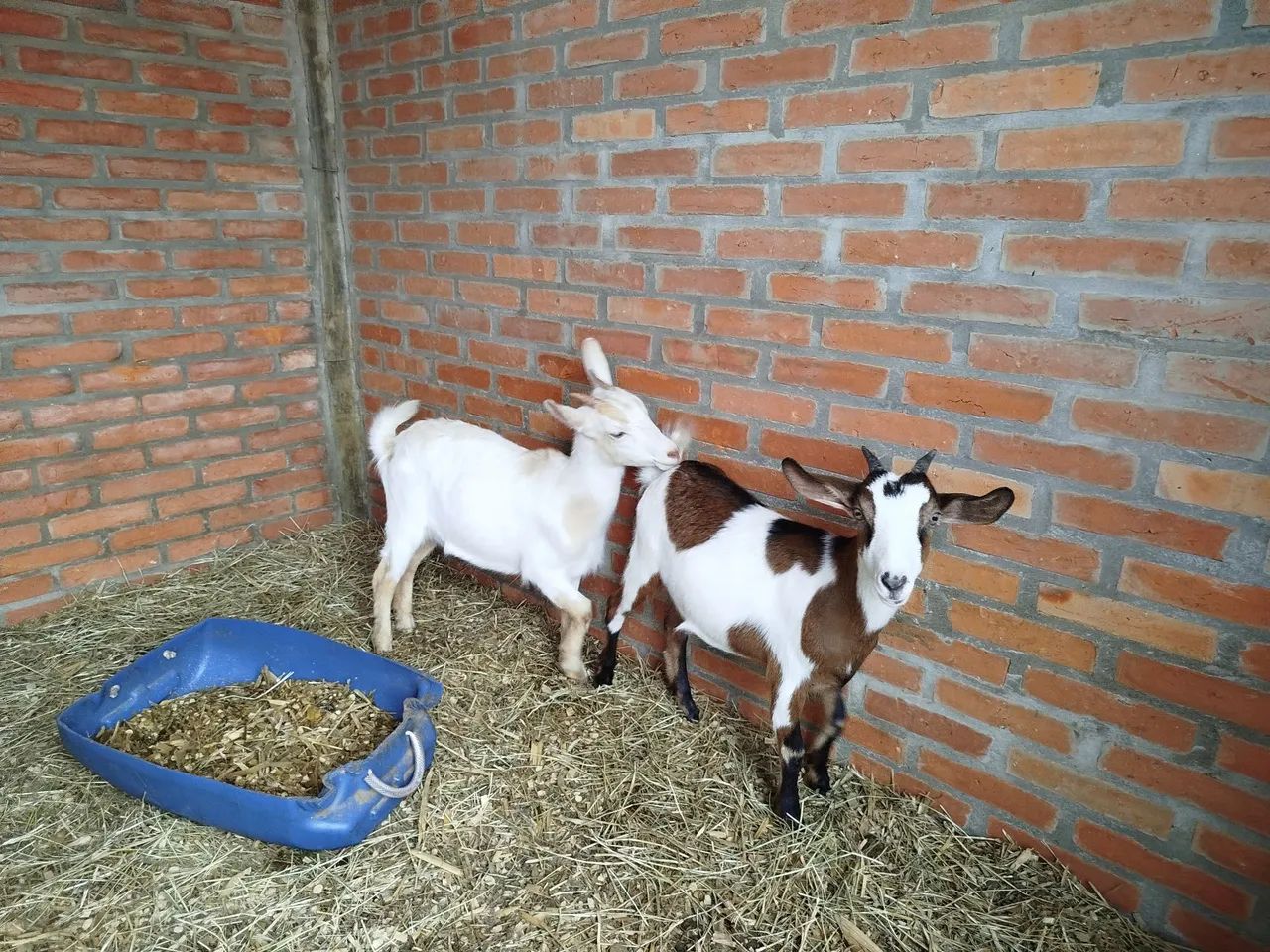 Mini cabra mini bode mini cabrito - Foto 3