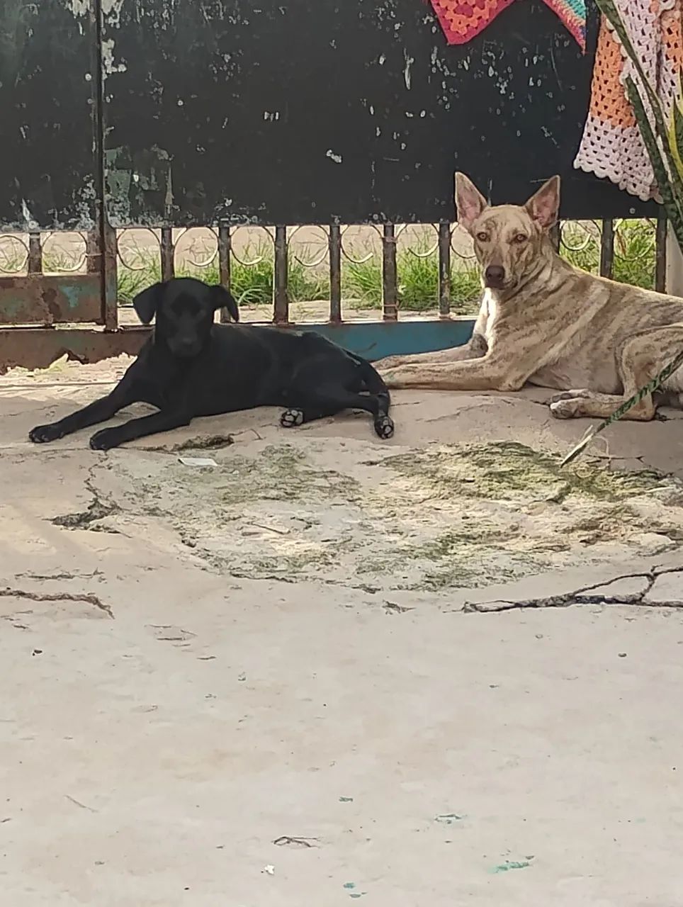 Cachorros para adoção Consciente 