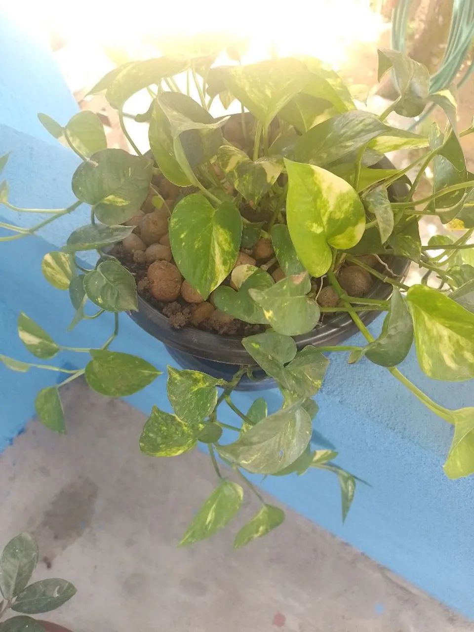 Plantas diversas  - Foto 3