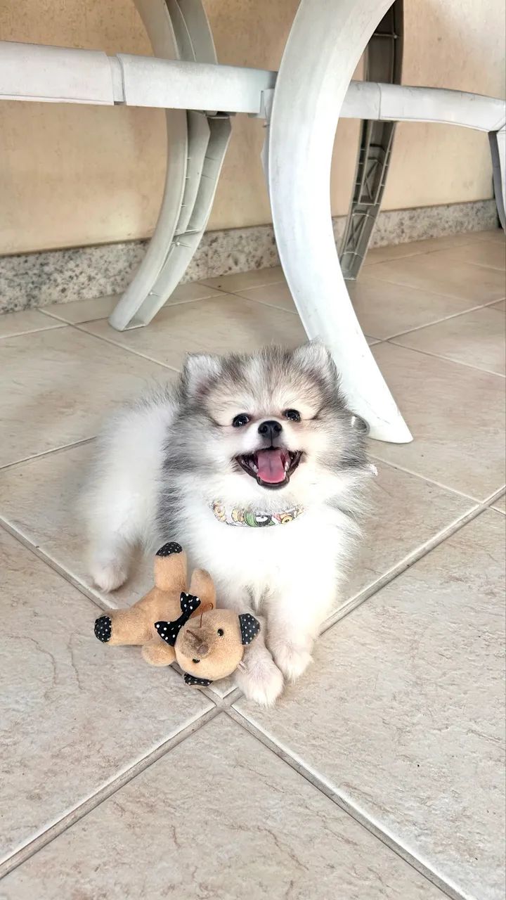 Spitz alemão macho 3 meses - Foto 4