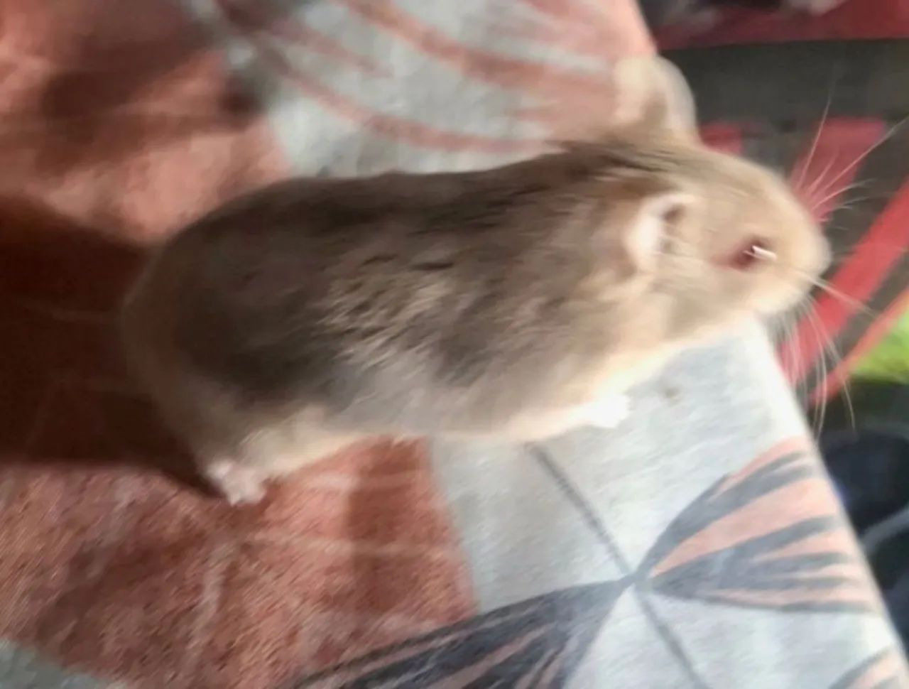 Hamster anão russo 