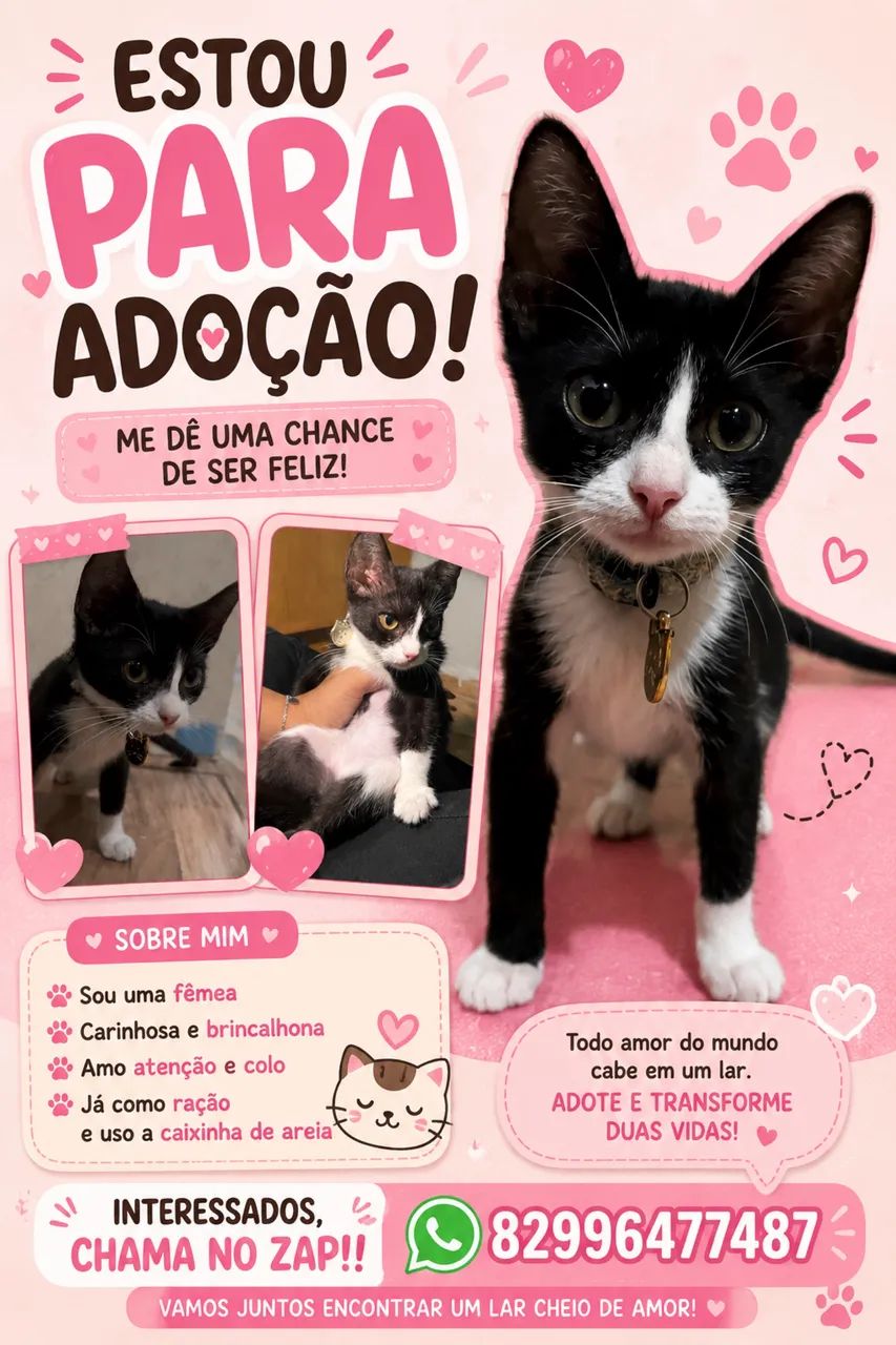 GATA PARA ADOÇÃO