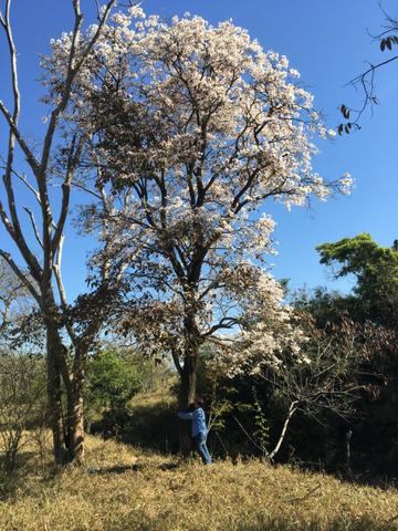 Mudas de ipê-branco (Tabebuia roseoalba) - Produção Rural - Vila Rica,  Aracruz 624459816 | OLX