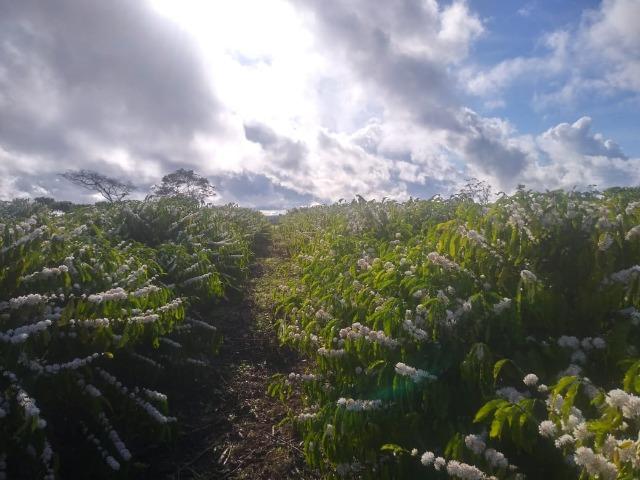 Excelente fazenda de pecuária e café na BR 101, - Foto 10