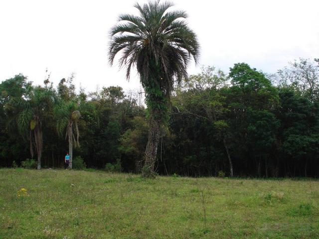 Terreno à venda em Lomba grande, Novo hamburgo cod:8700 - Foto 5
