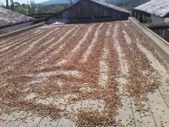 Fazenda de cacau no sul da bahia. mascote - camacã - itabuna - Foto 11