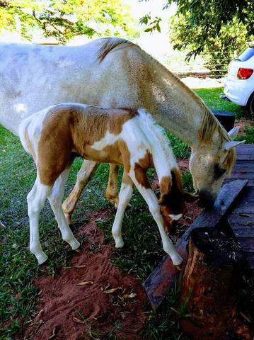 Cavalo, égua e potro - Foto 2