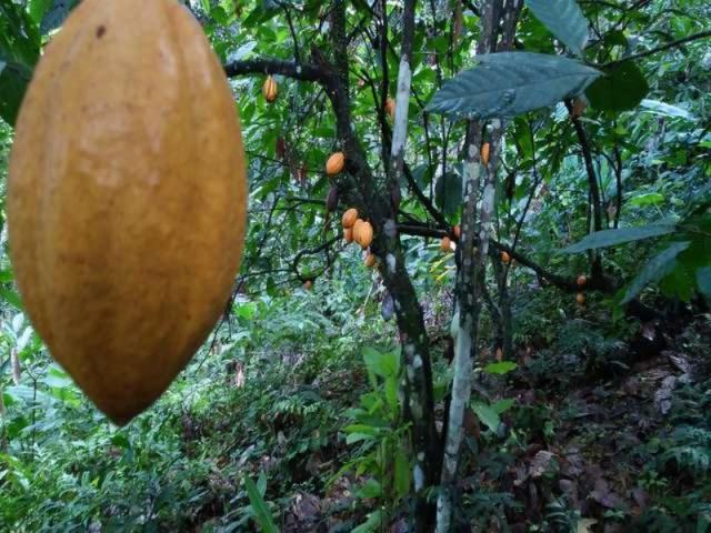 Fazenda de cacau no sul da bahia. mascote - camacã - itabuna