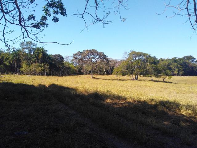 Fazenda Rio dos Bois, Cezarina, 8 Alq ,prox. Varjão-Gercinapolis, 100km de Goiânia - Foto 10