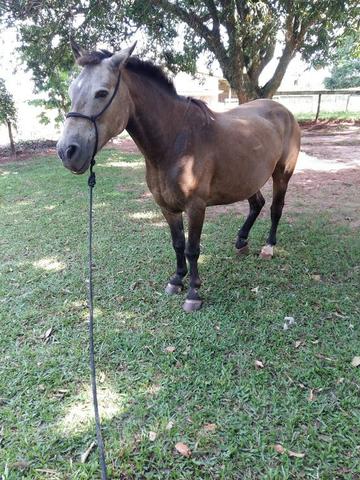 Cavalo, égua e potro - Foto 3