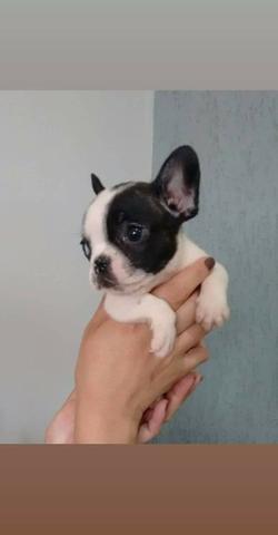 Filhote de Bulldog Francês Fêmea