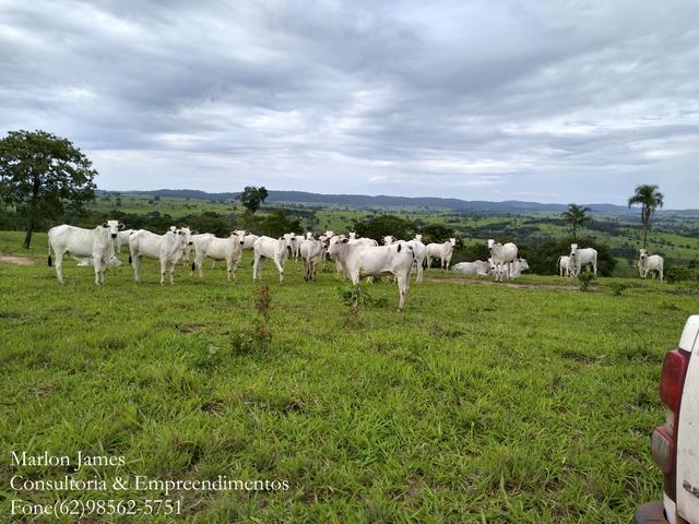 Fazenda em Americano do Brasil! - Foto 2