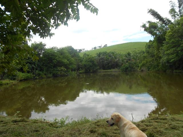 Jordão Corretores - Fazendinha 18 hectares Cachoeiras de Macacu - Foto 19