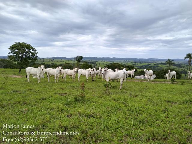 Fazenda em Americano do Brasil!