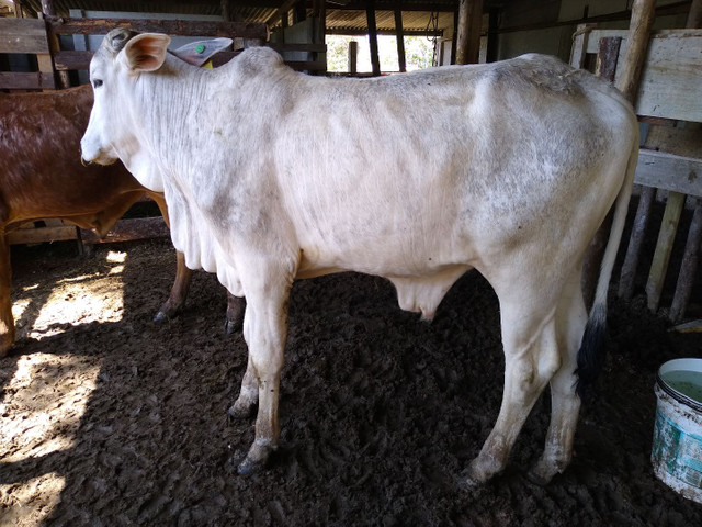 Vendo tourinho nelore - Foto 2