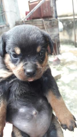 Cachorro rottweiler - Foto 5