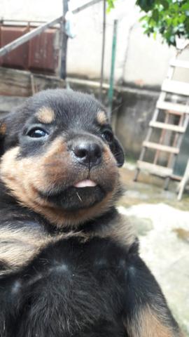 Cachorro rottweiler - Foto 2