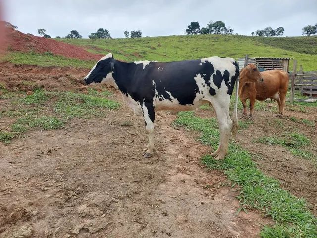 Novilhas a ve - Foto 2