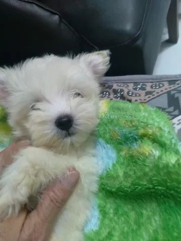 Vendo maltês  - Foto 2