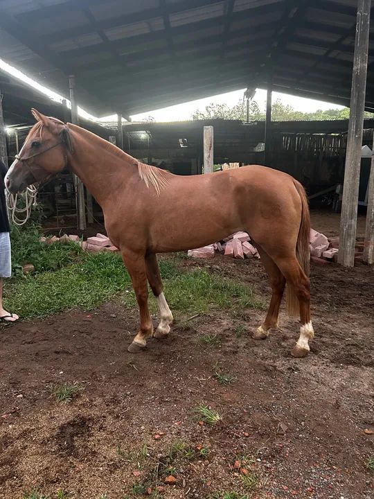 Égua Documentada, 4 anos, Craque! - Foto 5